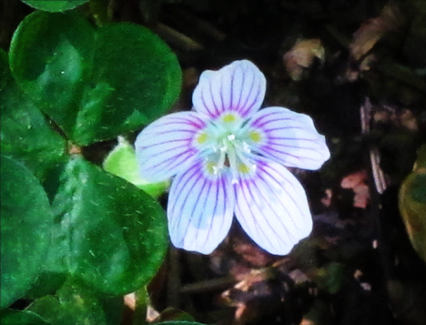 Adirondack Wildflowers:  Common Wood Sorrel at the Paul Smiths VIC